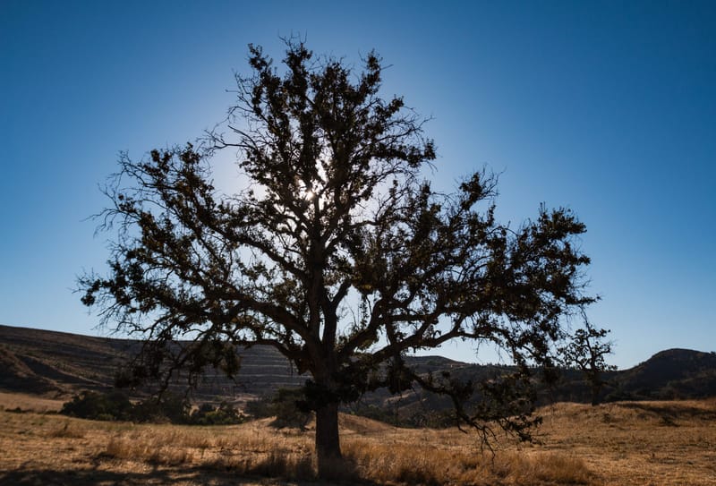 Backlit valley oak standing in golden grassland at Cheeseboro Canyon near Oak Park
