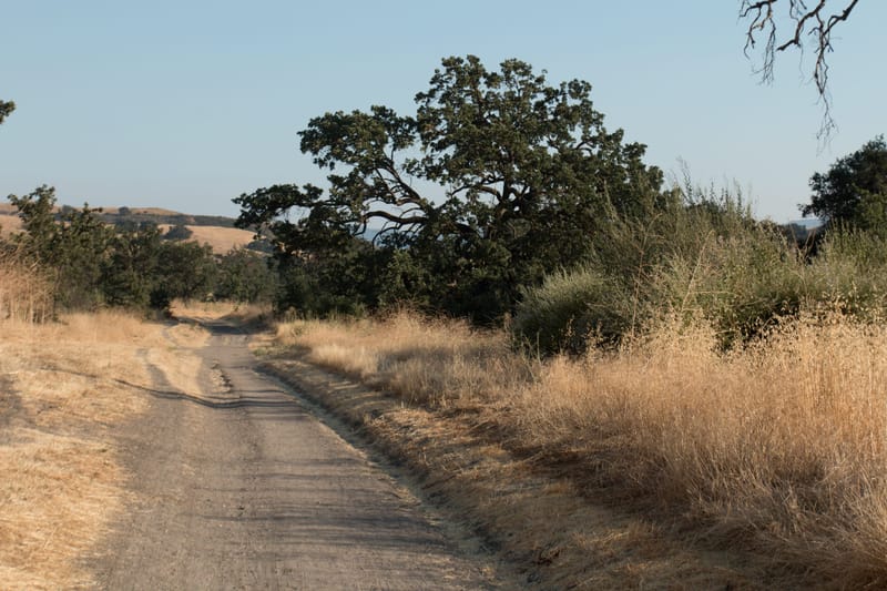 Dirt trail winding through golden grasses and oak trees in Cheeseboro Canyon near Oak Park