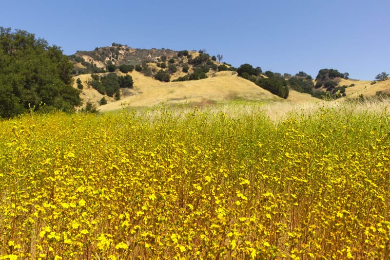 Yellow wildflowers blooming across golden oak studded hills at Malibu Creek State Park near Calabasas