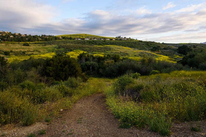 Dirt trail through wild mustard bloom at Sapwi Trails Community Park with hillside homes in Thousand Oaks