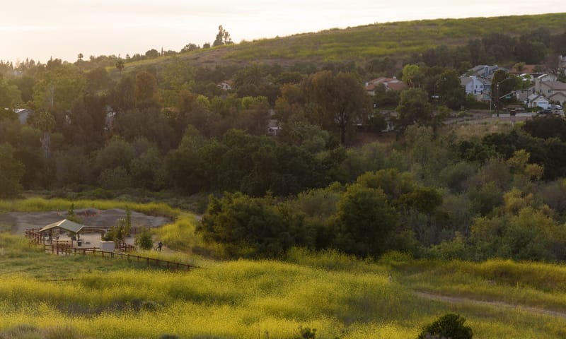 Golden hour light over wild mustard blooms and oak hills at Sapwi Trails Community Park in Thousand Oaks