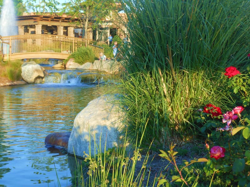 Landscaped water feature with roses and reeds at The Lakes in Thousand Oaks