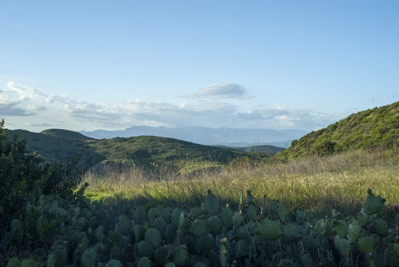Prickly pear cactus and golden grasses above green rolling hills at Wildwood Park in Thousand Oaks