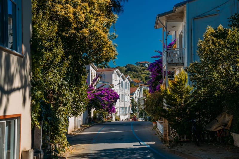 Sunlit residential street lined with bougainvillea, leafy trees and pale cottages under a deep blue sky.(blank)