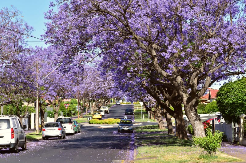 Residential street canopied by blooming purple jacaranda trees with petals scattered across the pavement