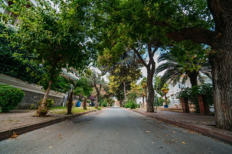 Quiet tree lined residential street shaded by palms and leafy canopy beside garden walls and homes.cultural ambiance.jpeg placeholder removed