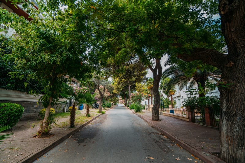 Quiet residential street shaded by leafy trees and palms with homes behind iron gates