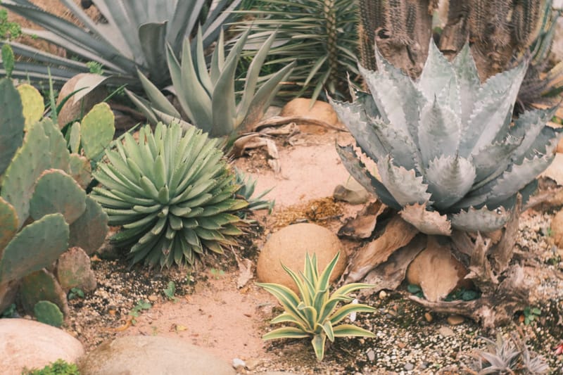 Drought tolerant garden bed with agave, prickly pear and succulents set in sandy decomposed granite and stones.en
