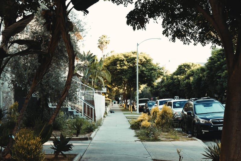 Tree lined California sidewalk with palms, succulents and parked cars in warm late afternoon light.-