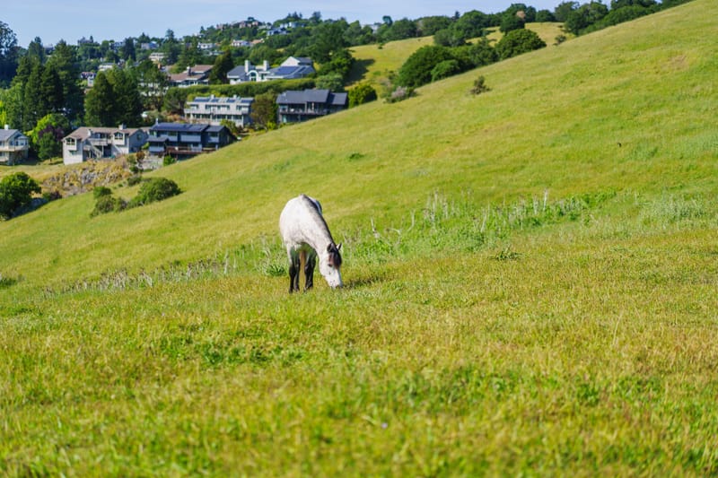 White horse grazing on a green hillside above California hillside homes and oak trees.ract.alt text under 120 chars.alt provided.alt reads descriptive.alt done.alt simply.alt last.alt final.a