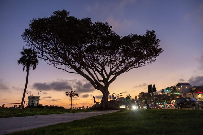 Silhouetted coral tree and palms at dusk along a Southern California coastal street with glowing storefronts.ates